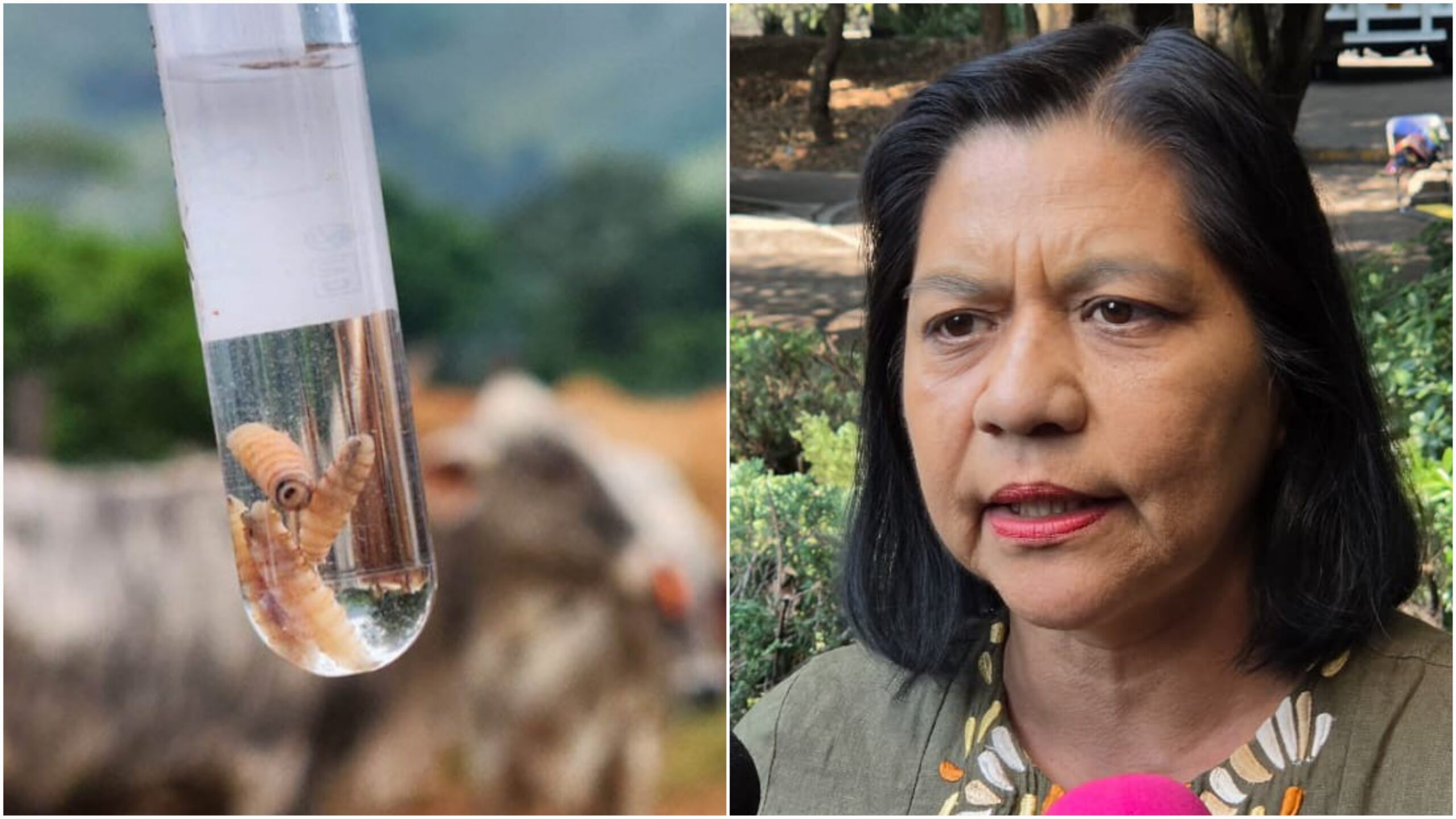Suman 180 casos de gusano barrenador; 39 permanecen activos