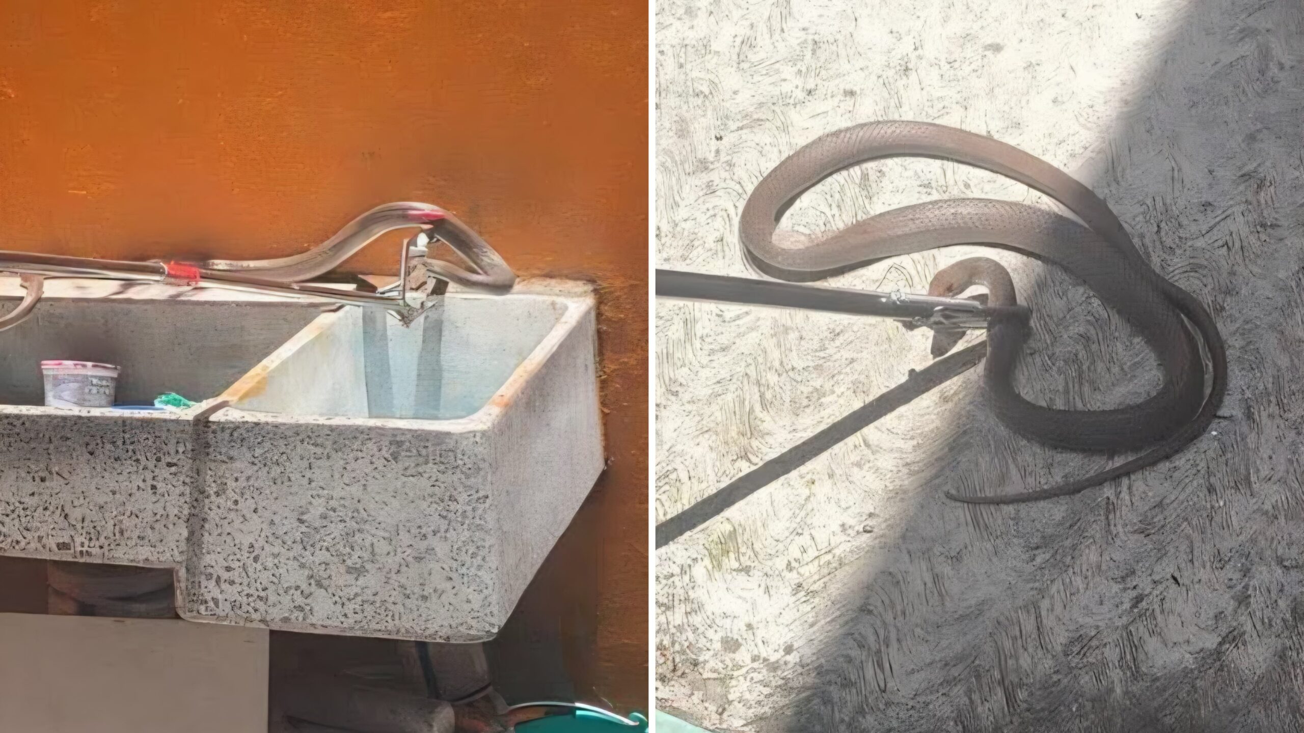 Bomberos de Cuautla capturan y reubican a una víbora hallada en una casa