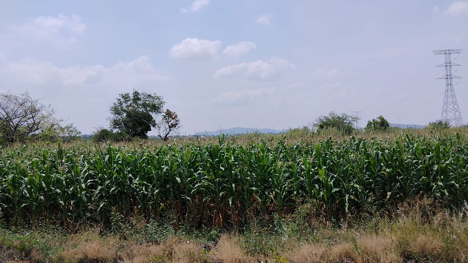 Sequía amenza cultivos en la región oriente