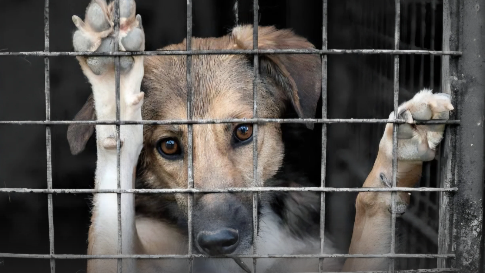 Llaman activistas a erradicar el maltrato animal en el Día Mundial del Perro