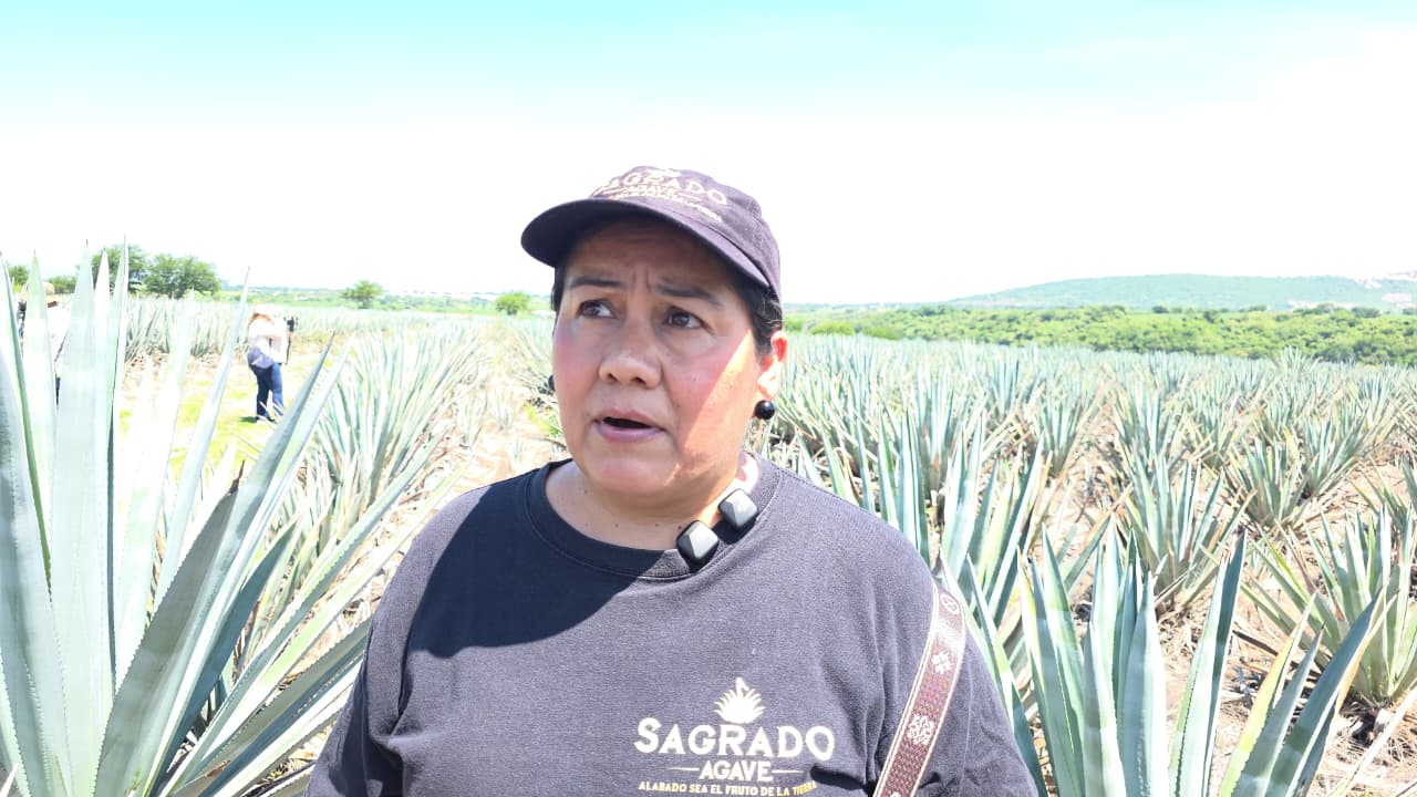 Agaveros enfrentan déficit de mano de obra