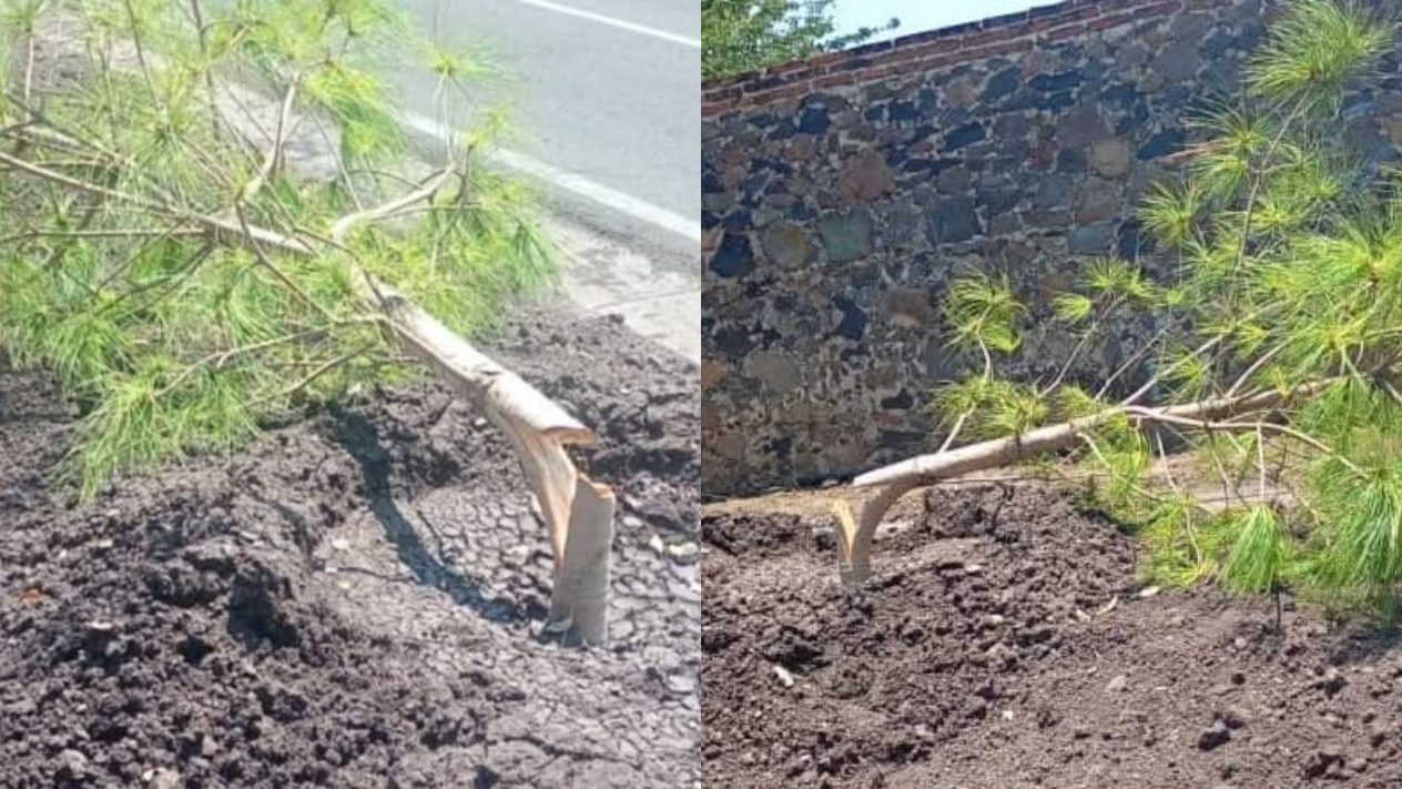 Vandalizan árboles recién sembrados en Jonacatepec