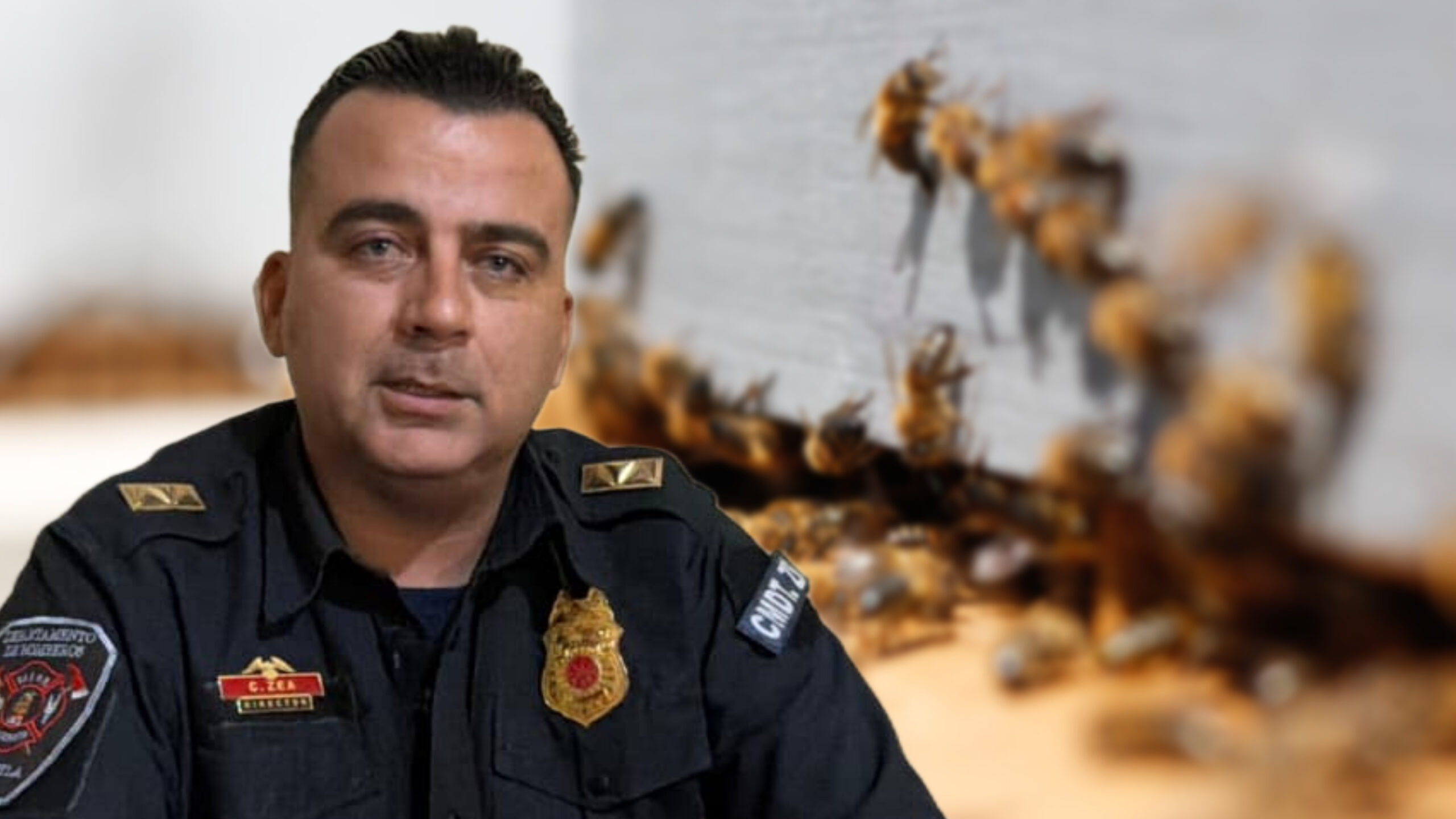 Piden reportar enjambres de abejas para evitar ataques en Cuautla