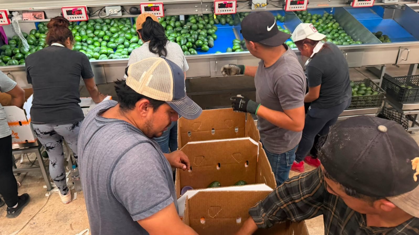 Exportan productores de Tetela del Volcán aguacate a Dubai y Emiratos Árabes