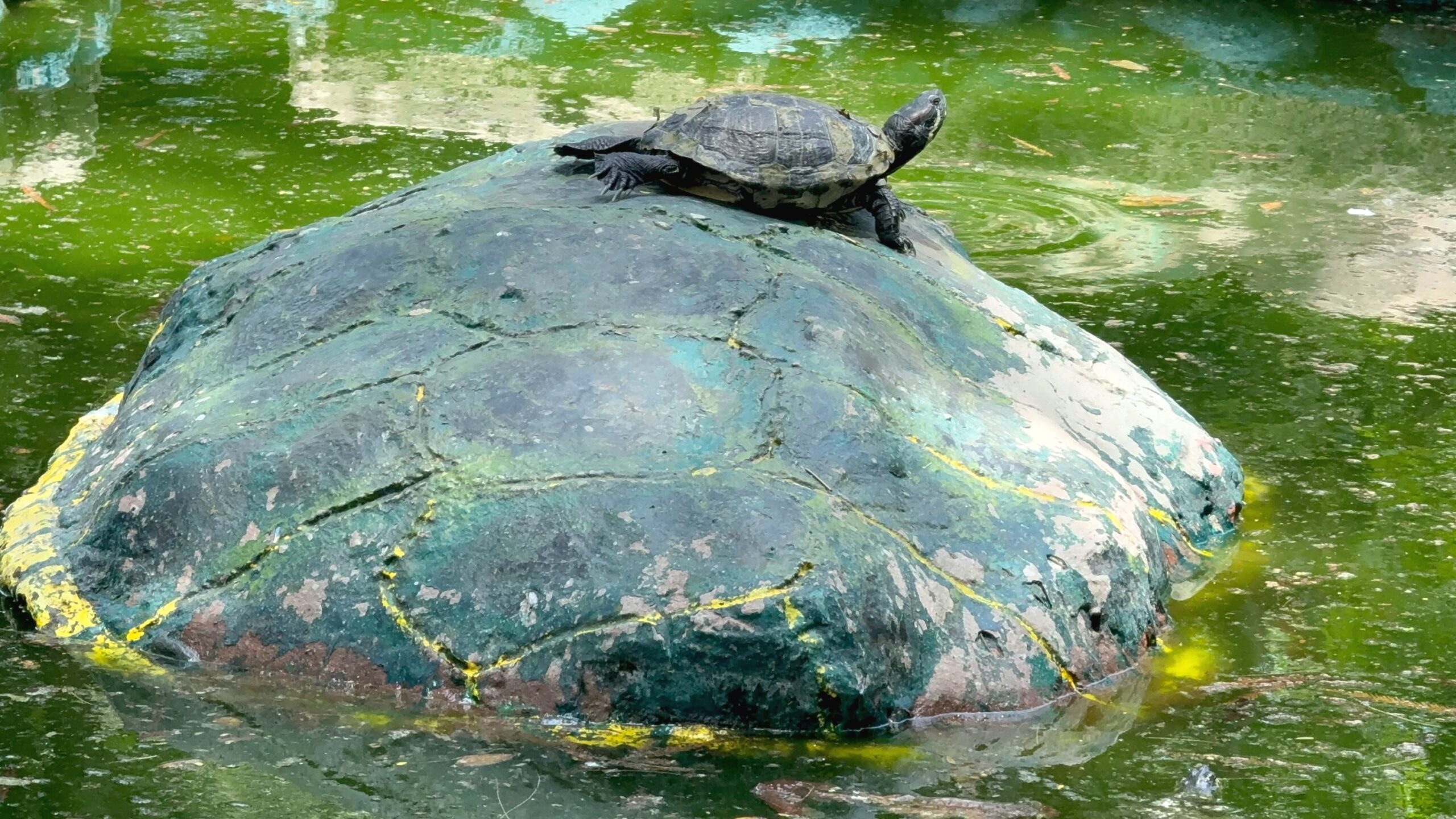 Realizarán jornada gratuita de vitaminación para tortugas