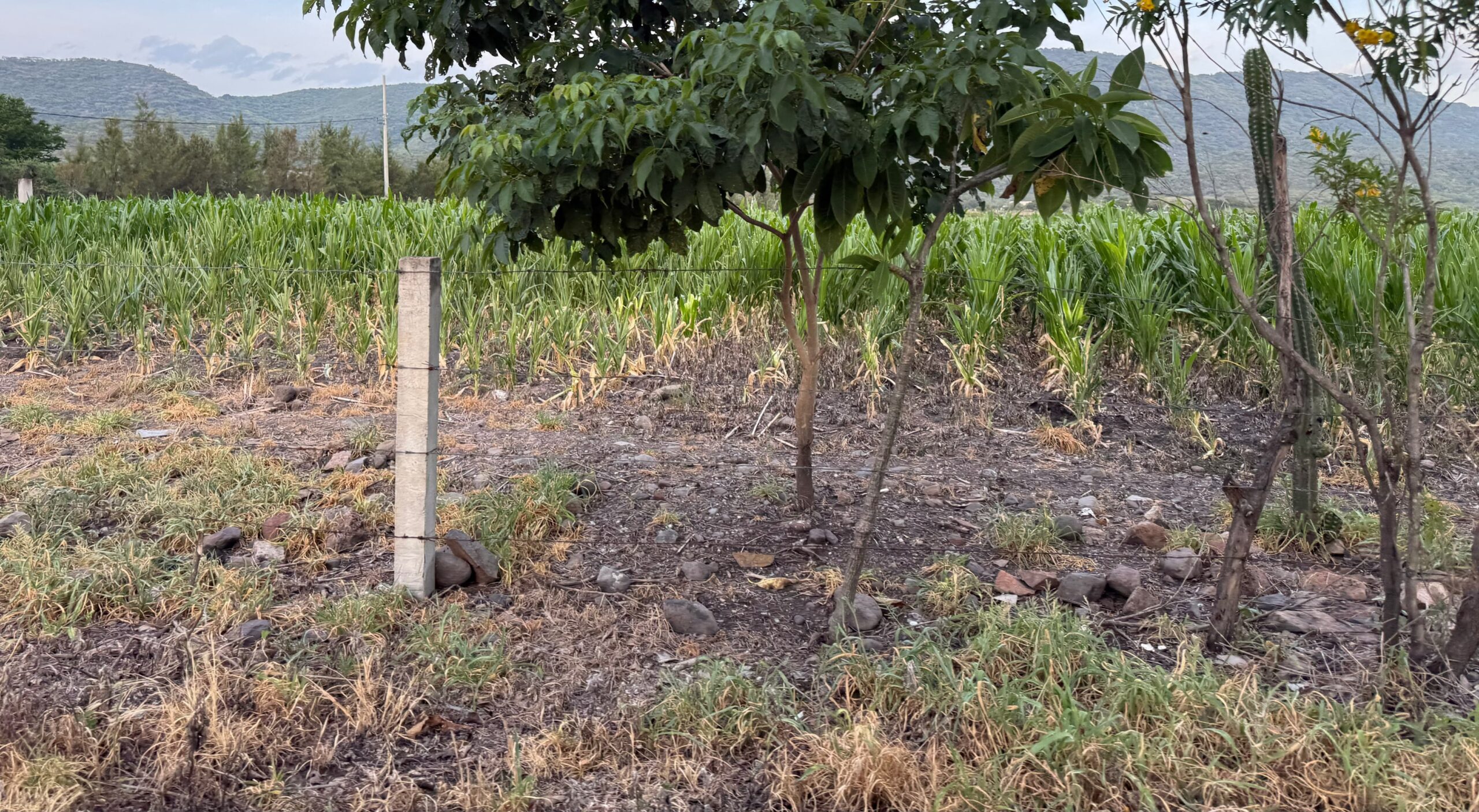 Pese a sequía, productores de Cuautla descartan uso de pipas de agua