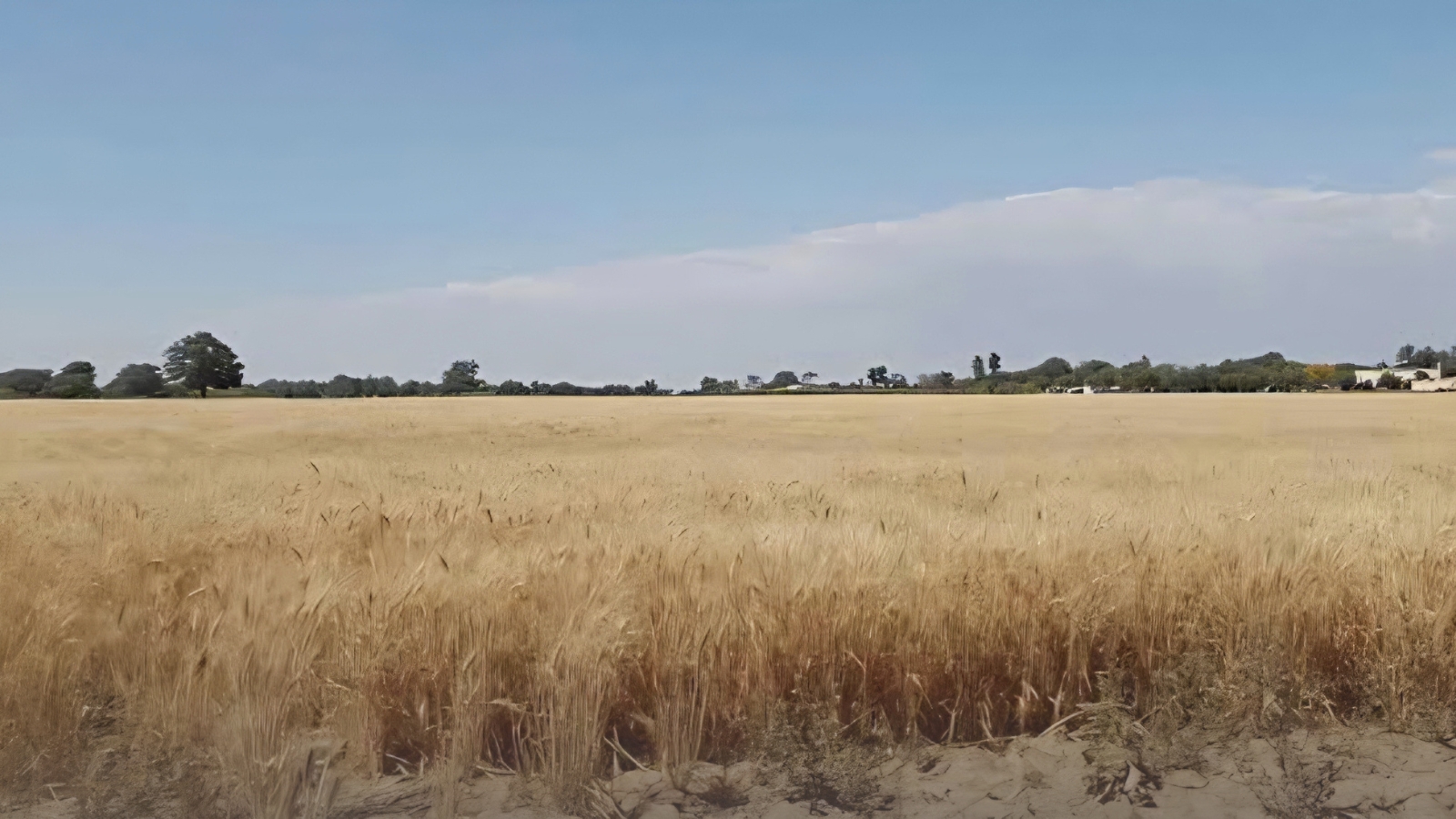 Temen productores mayor sequía por El Niño