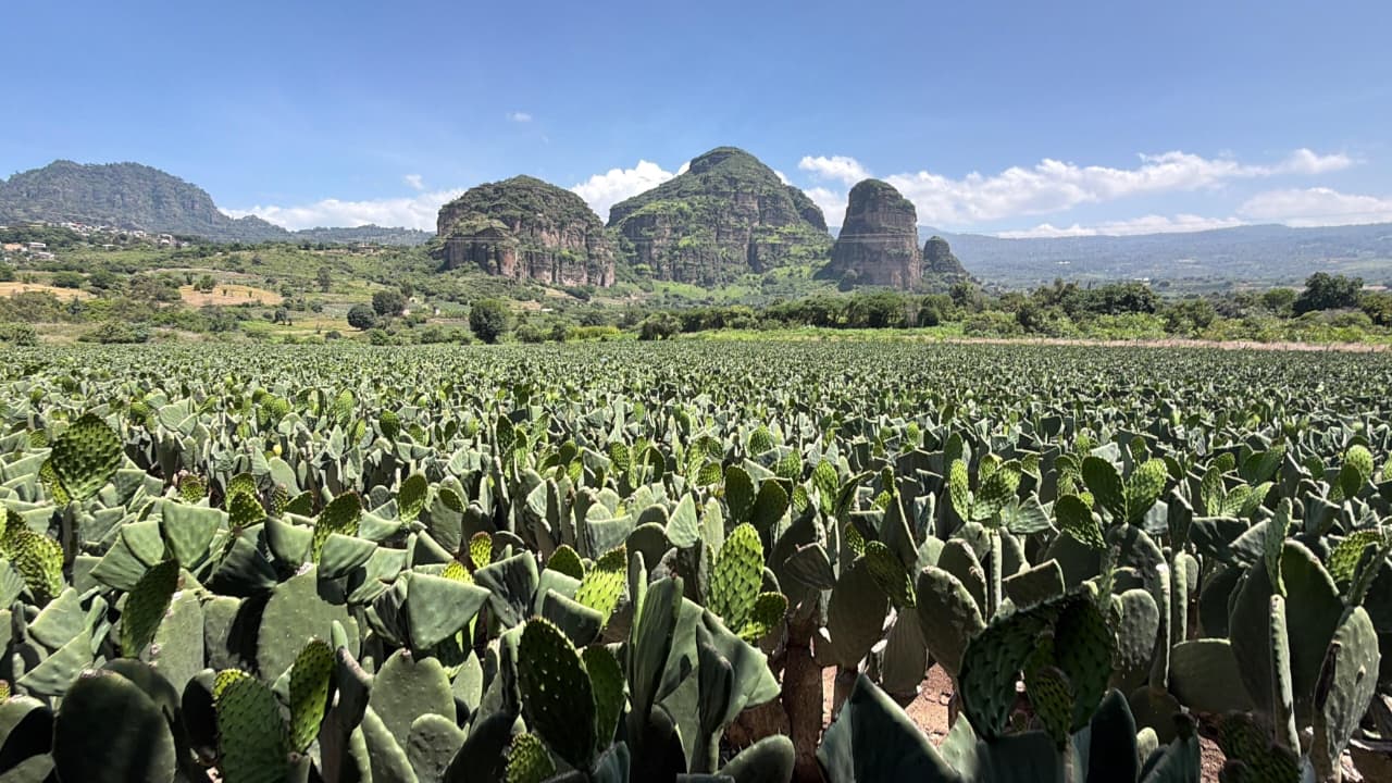 Productores de Tlalnepantla y Tlayacapan mantienen exportación de nopal