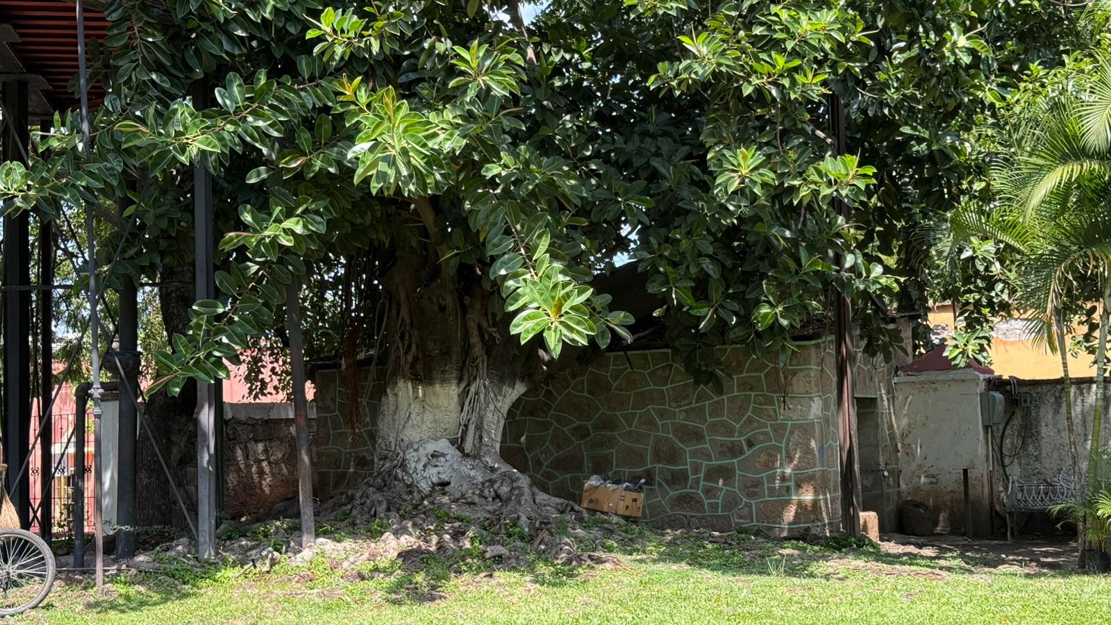 Nueva Norma Ambiental fortalecerá la protección de los árboles urbanos