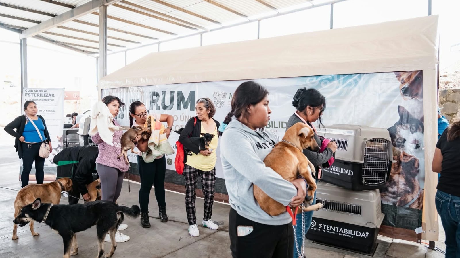 Cuautla realizará registro de mascotas y esterilización gratuita