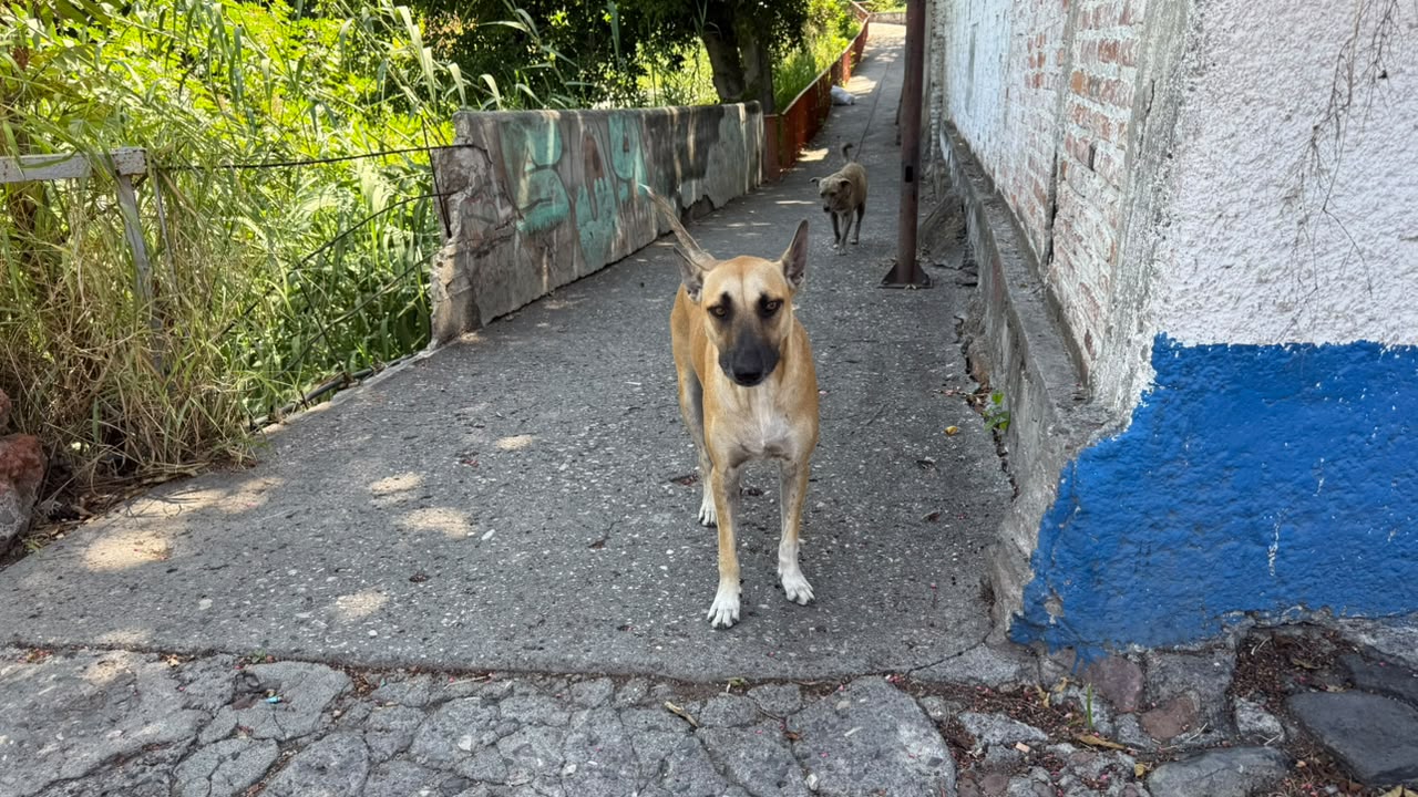 Amigos de los Perros se suma al rechazo a la nueva Ley de Bienestar Animal