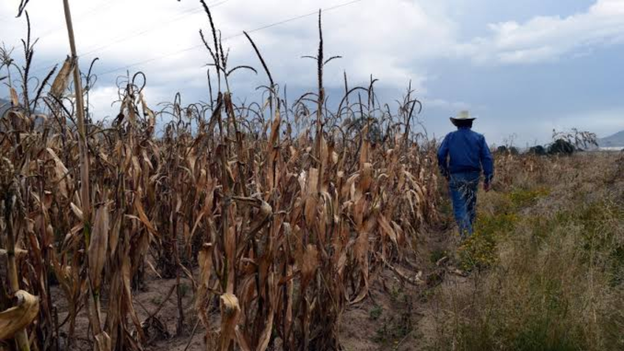 Campo enfrenta falta de lluvias y altos costos