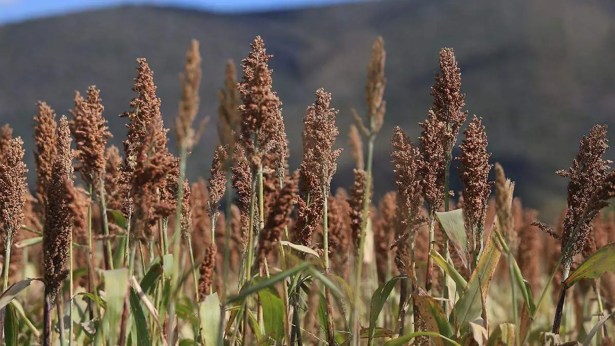 Entregan insecticida gratuito a productores de sorgo en Zacualpan de Amilpas