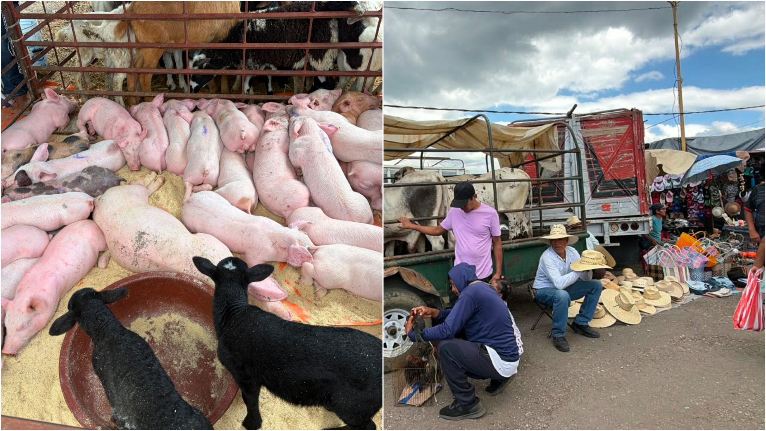 Tianguis ganadero de Yecapixtla mantiene relevancia regional