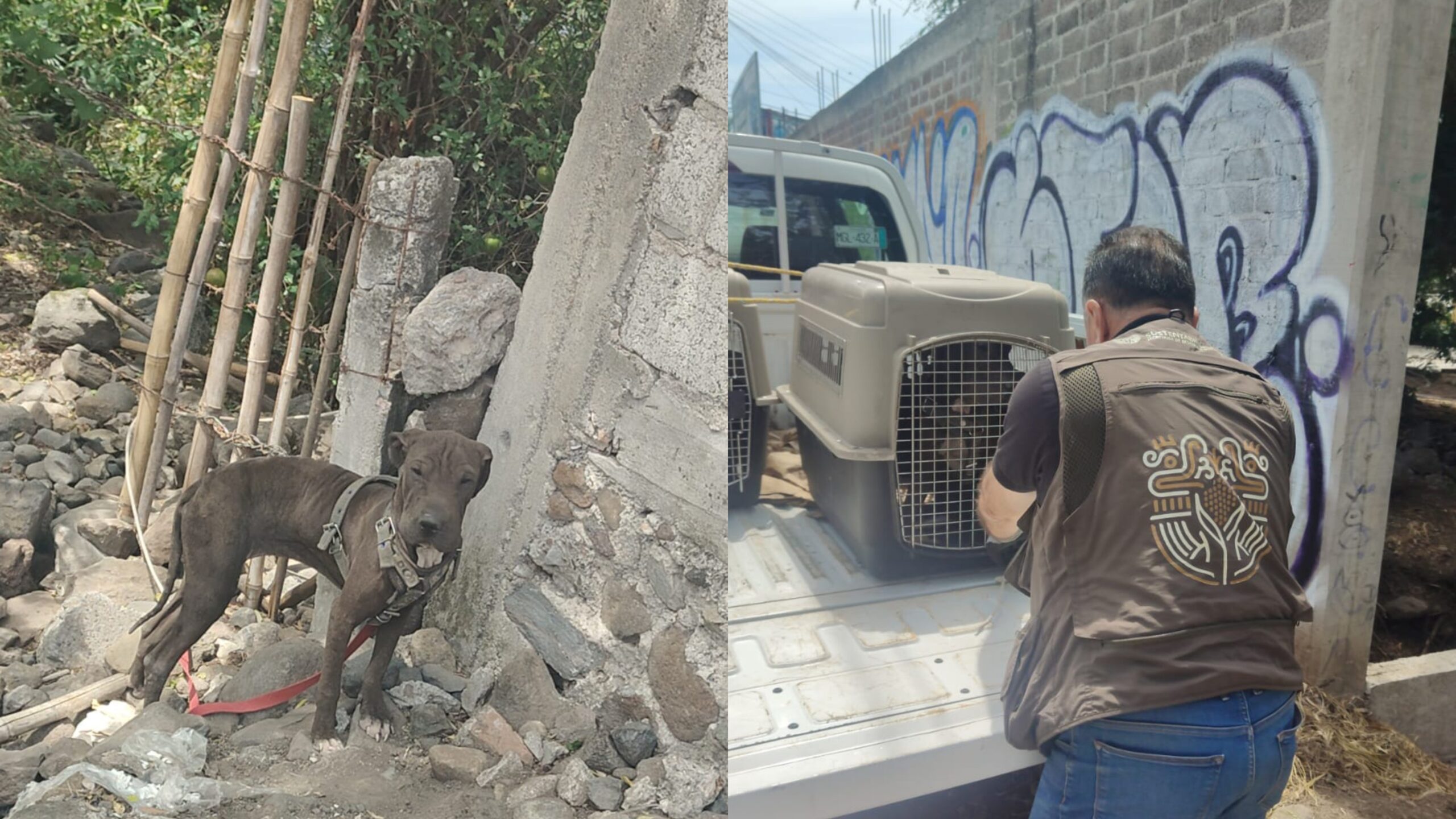 Aseguran en Cuautla a canino tras denuncia ciudadana
