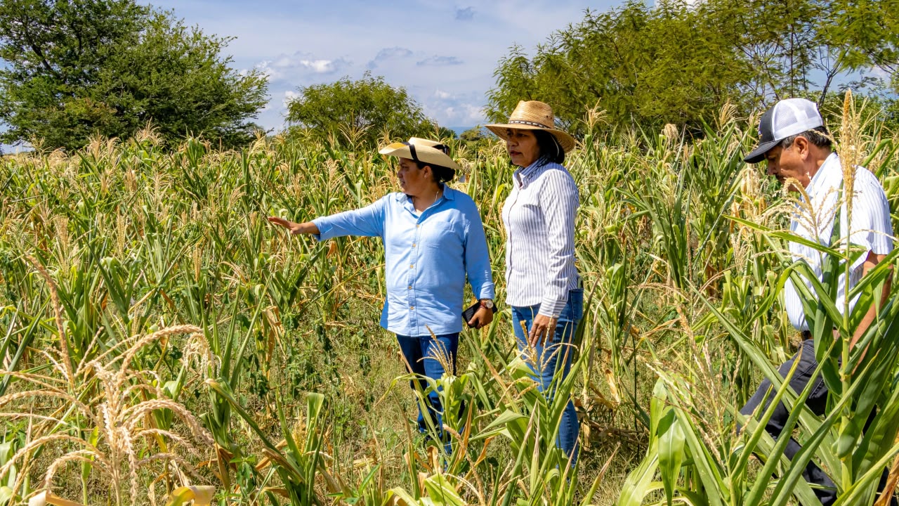 Activan seguro catastrófico para atender daños por sequía en el campo
