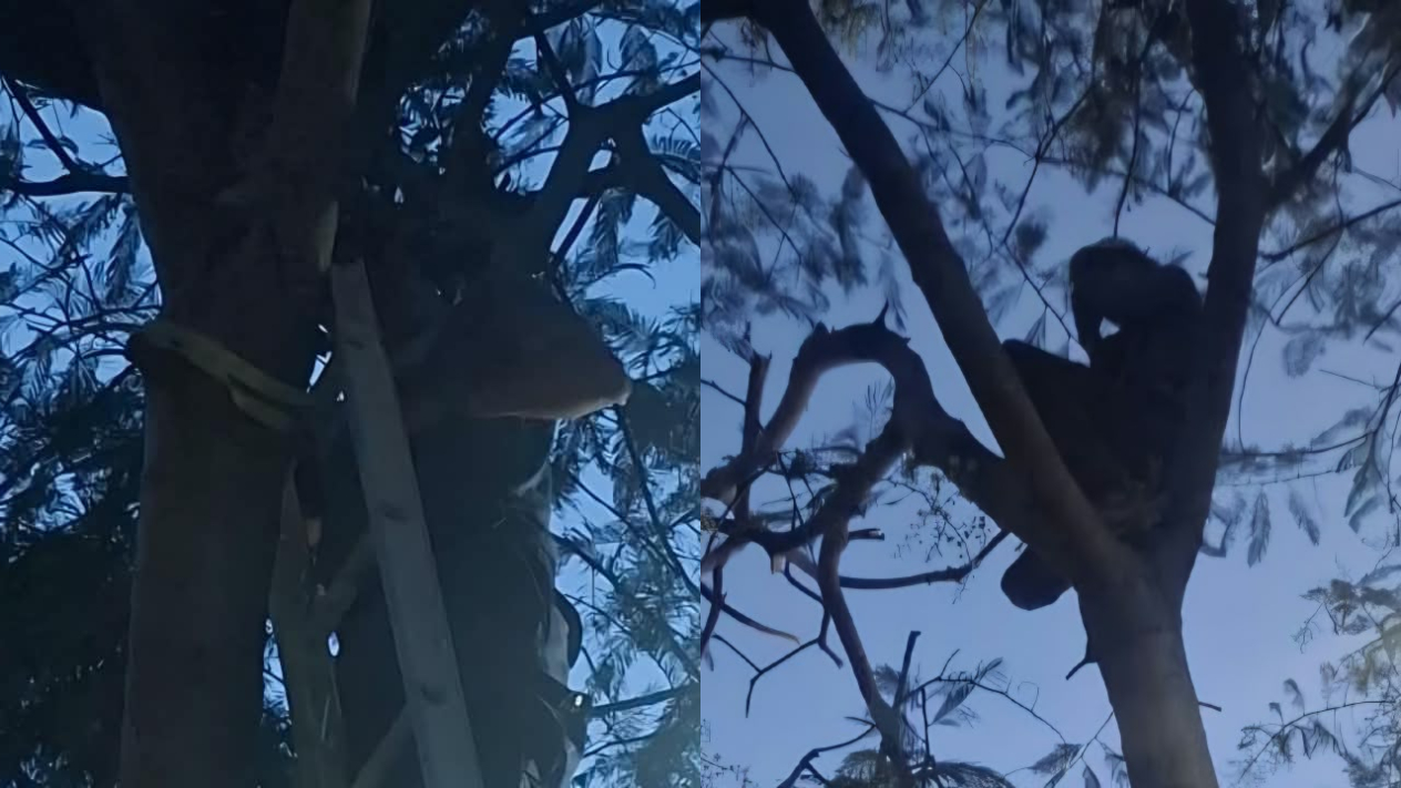 Bomberos de Cuautla rescatan a hombre atrapado en un árbol