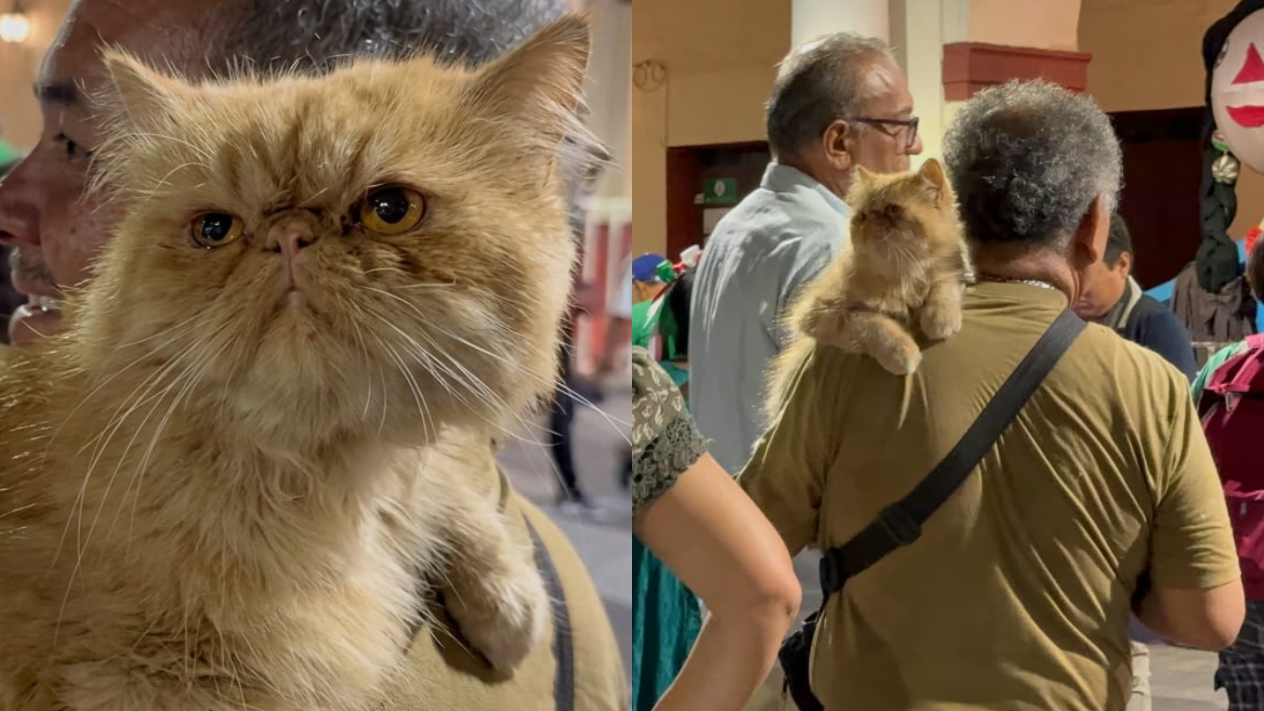 Kiko, un gato persa, se roba las miradas durante la noche mexicana
