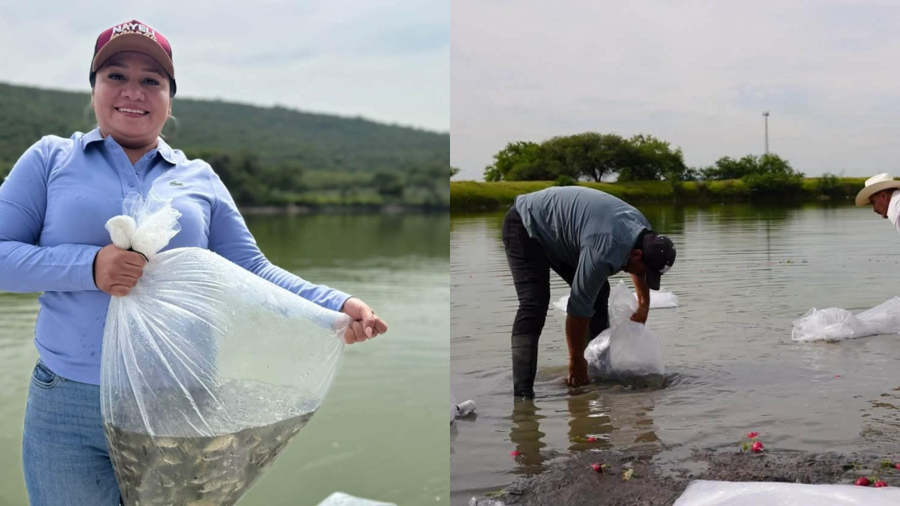 Impulsan la acuicultura en Ayala con siembra de alevines Impulsan la acuicultura en Ayala con siembra de alevines