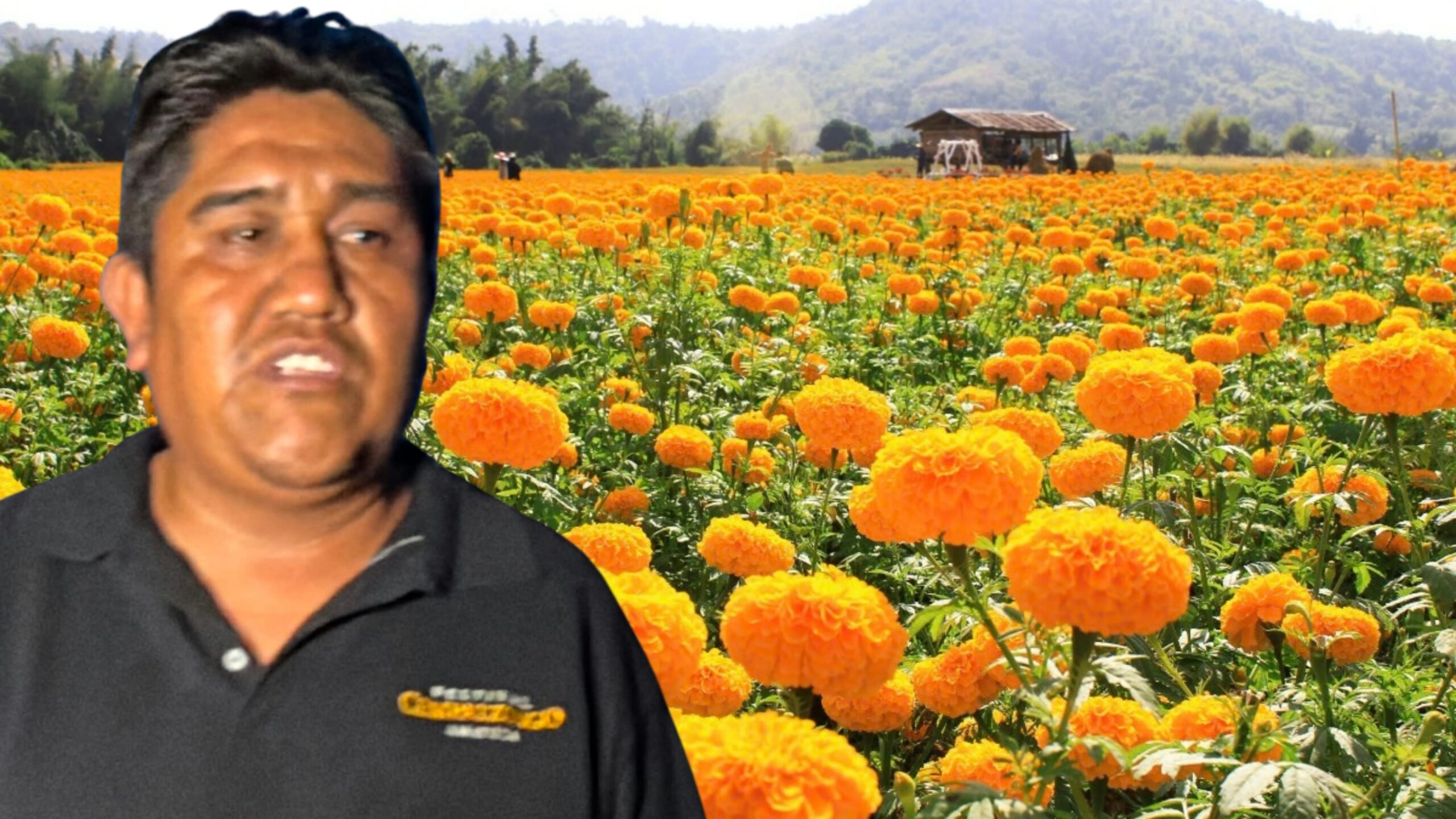 Reportan floricultores caída del 50% en la producción de cempasúchil y terciopelo