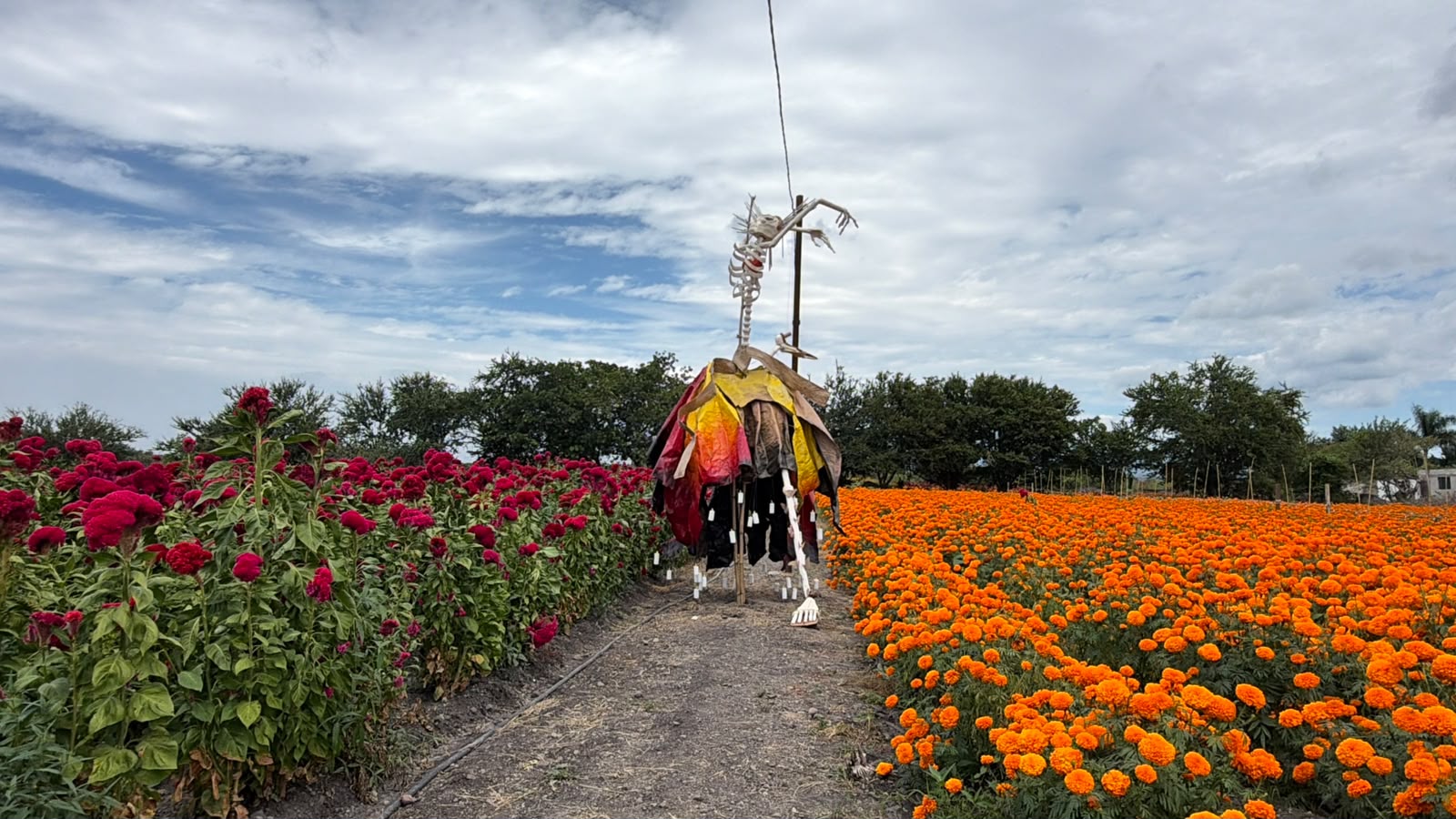 Arranca el Festival Cempatzongo en Amayuca Arranca el Festival Cempatzongo en Amayuca