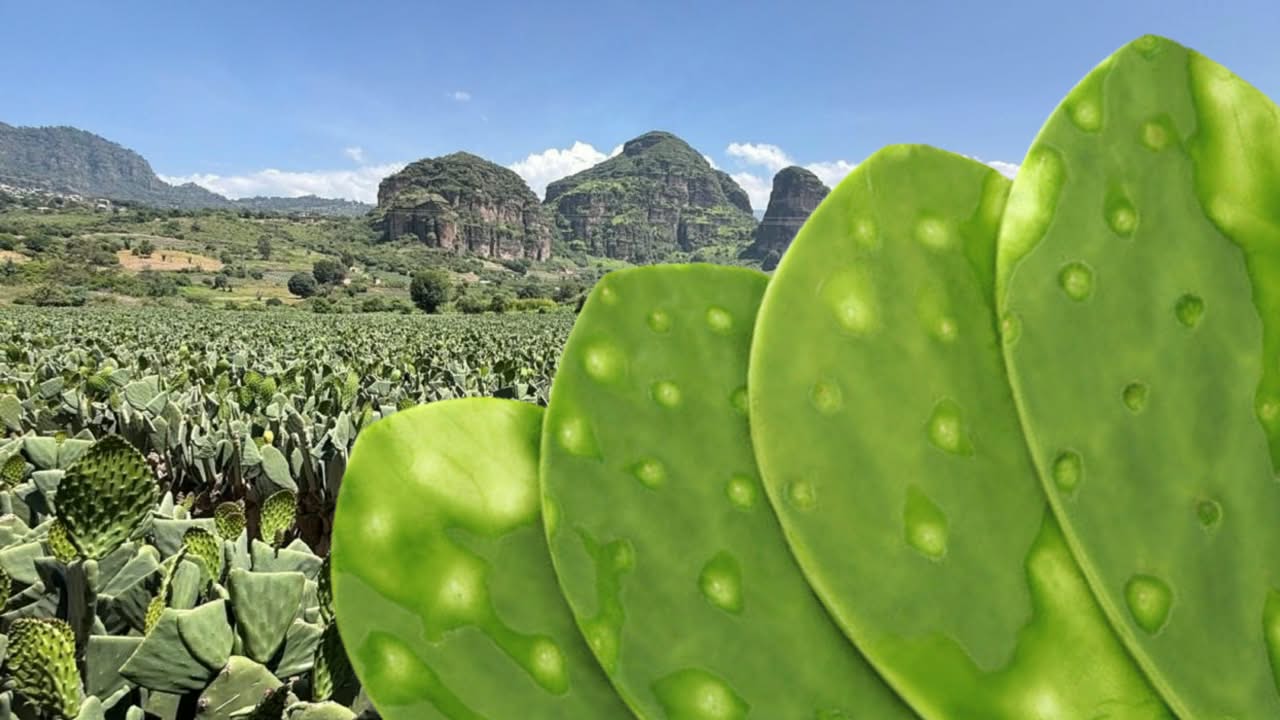 Baja precio del nopal por sobreproducción Baja precio del nopal por sobreproducción