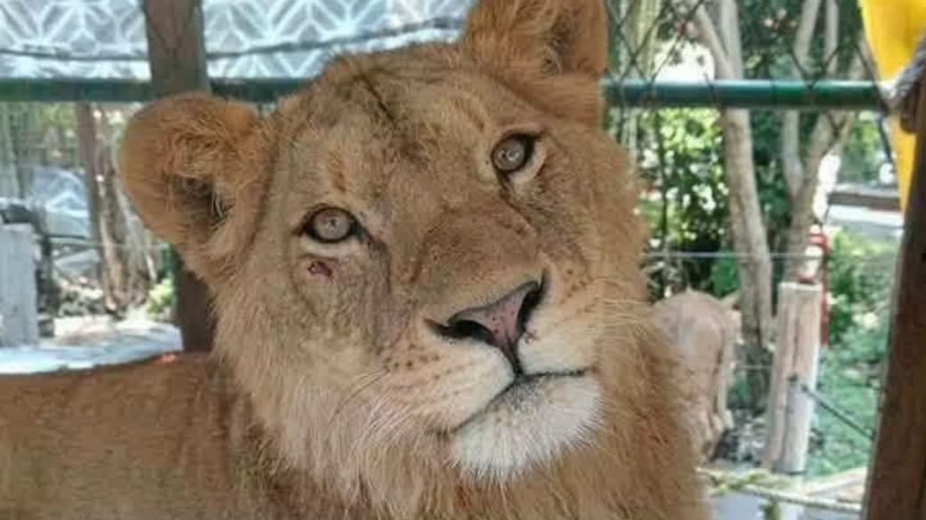 Exige activista garantizar bienestar de leona rescatada en Totolapan Exige activista garantizar bienestar de leona rescatada en Totolapan