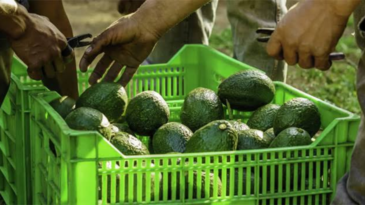 Productores de los Altos de Morelos piden apoyo por afectaciones climáticas Productores de los Altos de Morelos piden apoyo por afectaciones climáticas