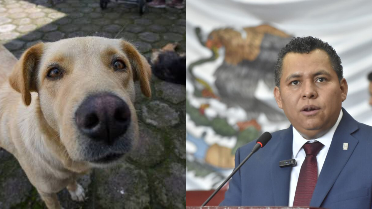 Propone diputado protocolo para proteger a animales comunitarios Propone diputado protocolo para proteger a animales comunitarios