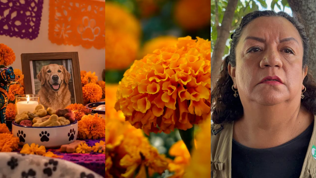 Preparan ofrenda para honrar la memoria de las mascotas en Cuautla Preparan ofrenda para honrar la memoria de las mascotas en Cuautla