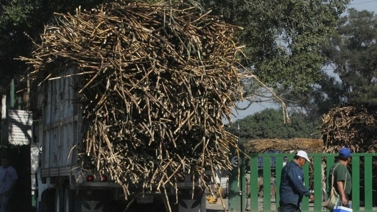 Cañeros de Casasano recibirán ajuste de 23 pesos por tonelada de caña Cañeros de Casasano recibirán ajuste de 23 pesos por tonelada de caña